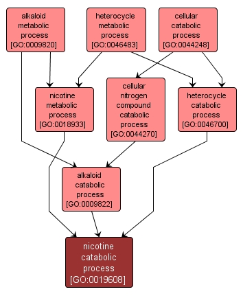 GO:0019608 - nicotine catabolic process (interactive image map)