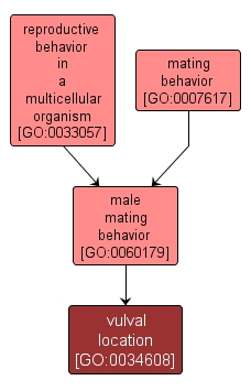 GO:0034608 - vulval location (interactive image map)