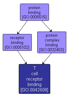 GO:0042608 - T cell receptor binding (interactive image map)