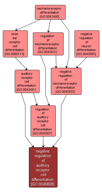 GO:0045608 - negative regulation of auditory receptor cell differentiation (interactive image map)