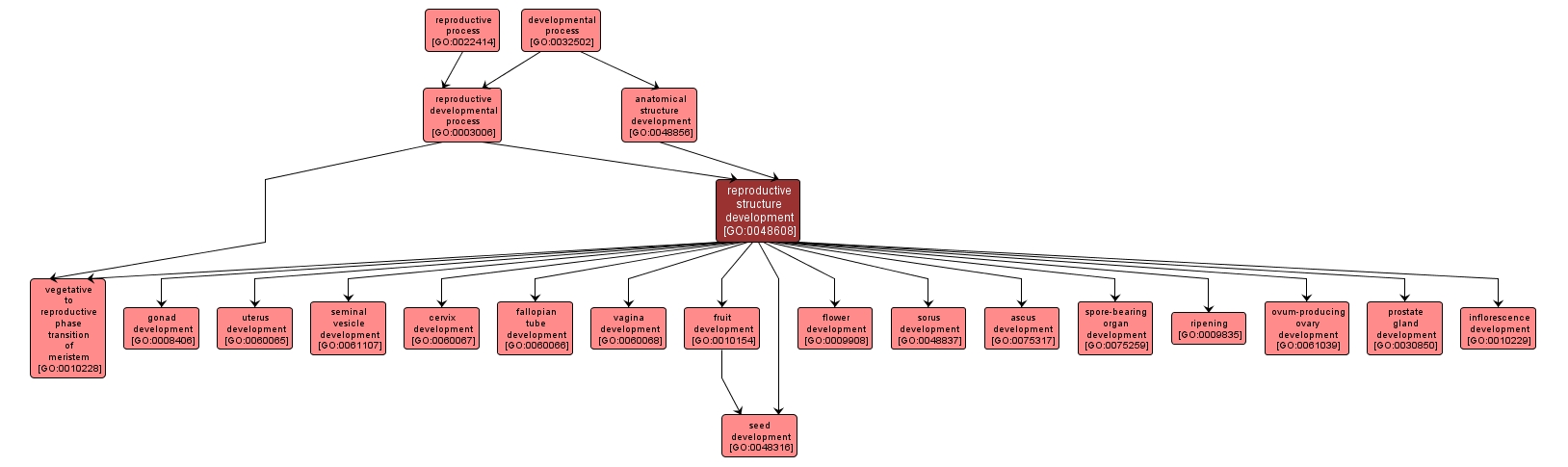 GO:0048608 - reproductive structure development (interactive image map)