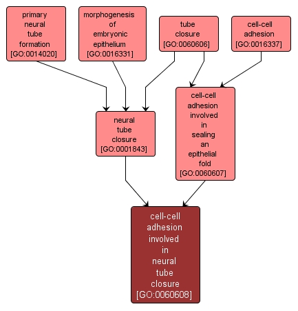 GO:0060608 - cell-cell adhesion involved in neural tube closure (interactive image map)