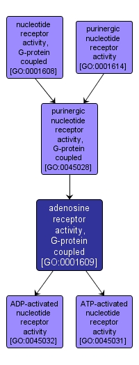 GO:0001609 - adenosine receptor activity, G-protein coupled (interactive image map)