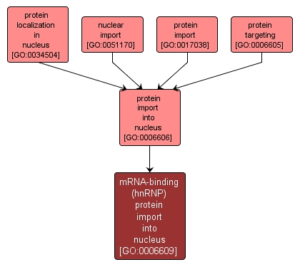 GO:0006609 - mRNA-binding (hnRNP) protein import into nucleus (interactive image map)