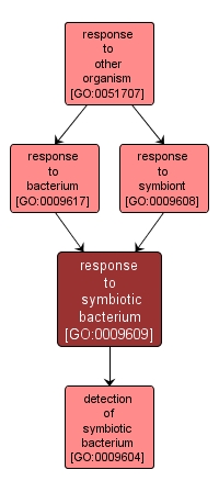 GO:0009609 - response to symbiotic bacterium (interactive image map)