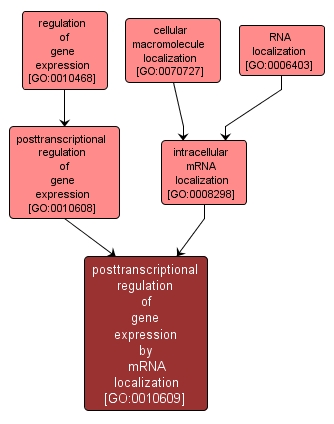 GO:0010609 - posttranscriptional regulation of gene expression by mRNA localization (interactive image map)