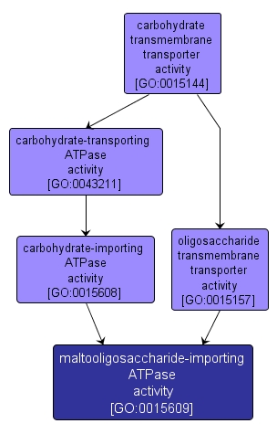 GO:0015609 - maltooligosaccharide-importing ATPase activity (interactive image map)