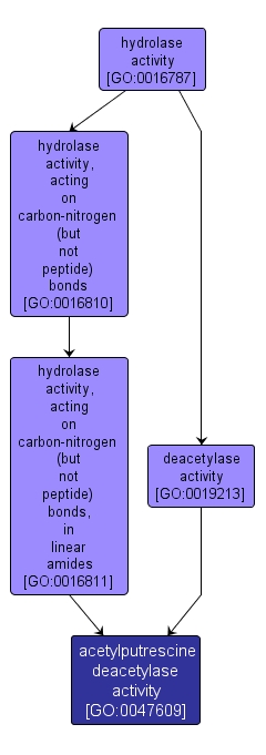 GO:0047609 - acetylputrescine deacetylase activity (interactive image map)