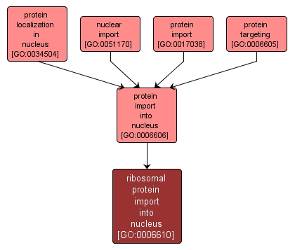 GO:0006610 - ribosomal protein import into nucleus (interactive image map)