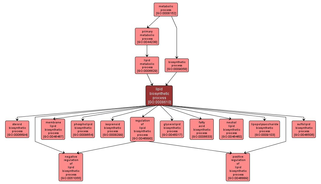 GO:0008610 - lipid biosynthetic process (interactive image map)