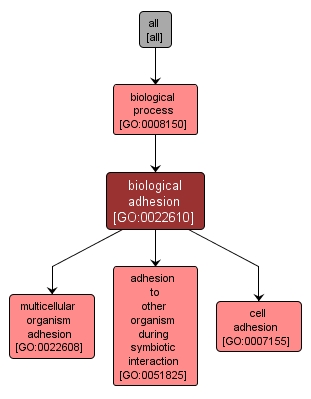 GO:0022610 - biological adhesion (interactive image map)