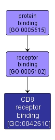 GO:0042610 - CD8 receptor binding (interactive image map)