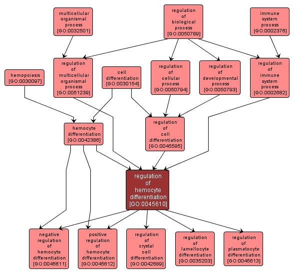 GO:0045610 - regulation of hemocyte differentiation (interactive image map)