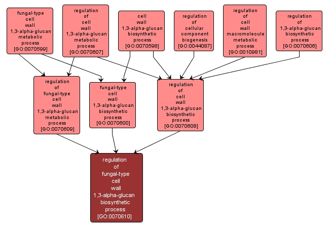 GO:0070610 - regulation of fungal-type cell wall 1,3-alpha-glucan biosynthetic process (interactive image map)