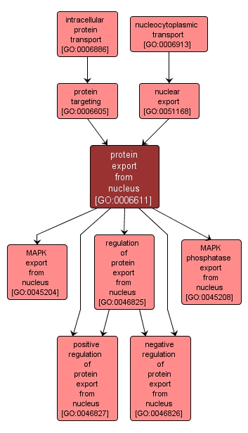 GO:0006611 - protein export from nucleus (interactive image map)