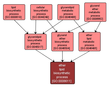 GO:0008611 - ether lipid biosynthetic process (interactive image map)