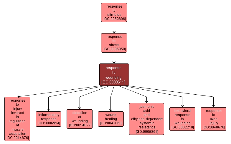 GO:0009611 - response to wounding (interactive image map)