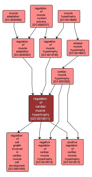 GO:0010611 - regulation of cardiac muscle hypertrophy (interactive image map)