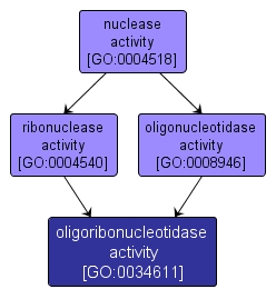 GO:0034611 - oligoribonucleotidase activity (interactive image map)
