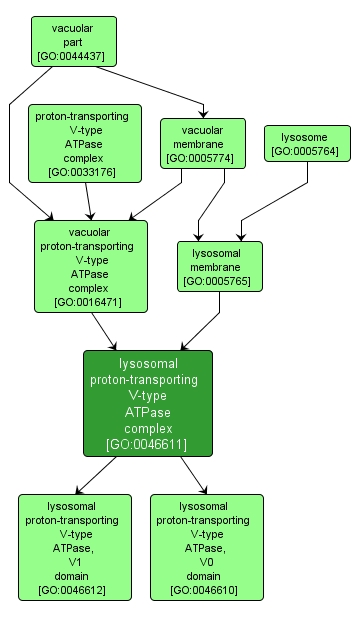 GO:0046611 - lysosomal proton-transporting V-type ATPase complex (interactive image map)