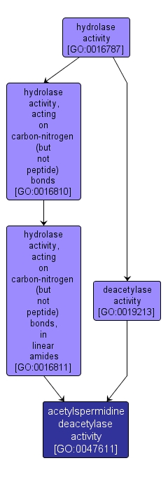 GO:0047611 - acetylspermidine deacetylase activity (interactive image map)