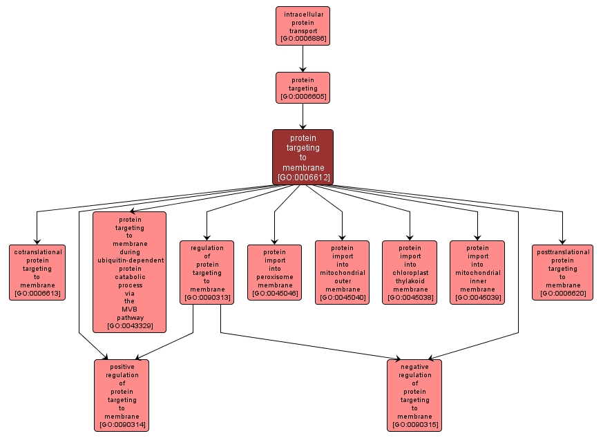 GO:0006612 - protein targeting to membrane (interactive image map)