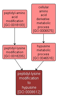 GO:0008612 - peptidyl-lysine modification to hypusine (interactive image map)