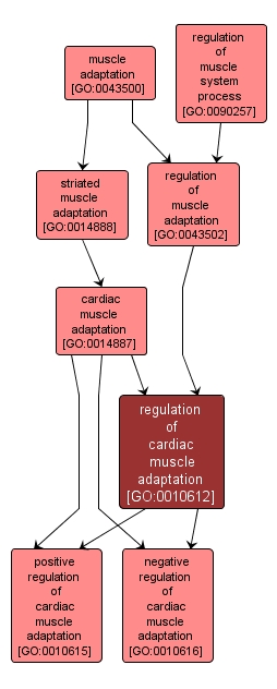 GO:0010612 - regulation of cardiac muscle adaptation (interactive image map)