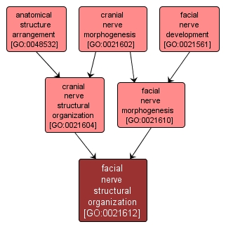 GO:0021612 - facial nerve structural organization (interactive image map)