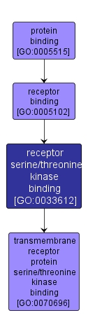 GO:0033612 - receptor serine/threonine kinase binding (interactive image map)