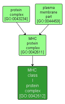 GO:0042612 - MHC class I protein complex (interactive image map)