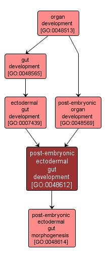 GO:0048612 - post-embryonic ectodermal gut development (interactive image map)