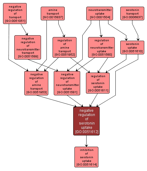 GO:0051612 - negative regulation of serotonin uptake (interactive image map)