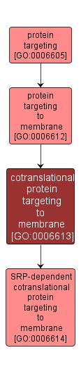GO:0006613 - cotranslational protein targeting to membrane (interactive image map)