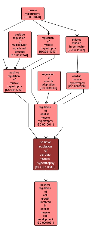 GO:0010613 - positive regulation of cardiac muscle hypertrophy (interactive image map)