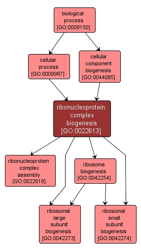 GO:0022613 - ribonucleoprotein complex biogenesis (interactive image map)