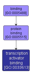 GO:0033613 - transcription activator binding (interactive image map)
