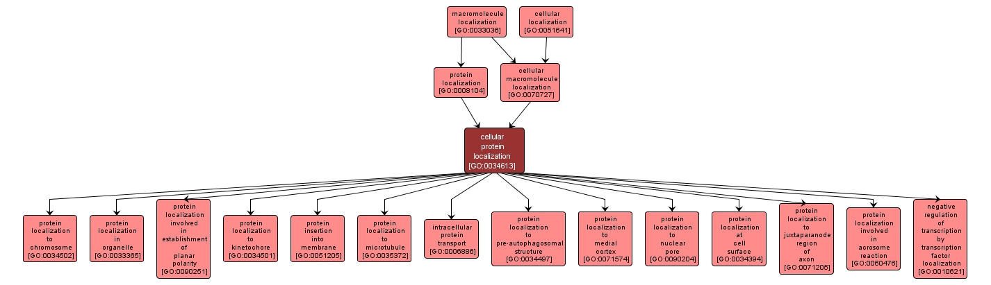 GO:0034613 - cellular protein localization (interactive image map)