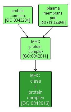 GO:0042613 - MHC class II protein complex (interactive image map)