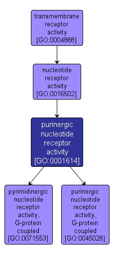 GO:0001614 - purinergic nucleotide receptor activity (interactive image map)
