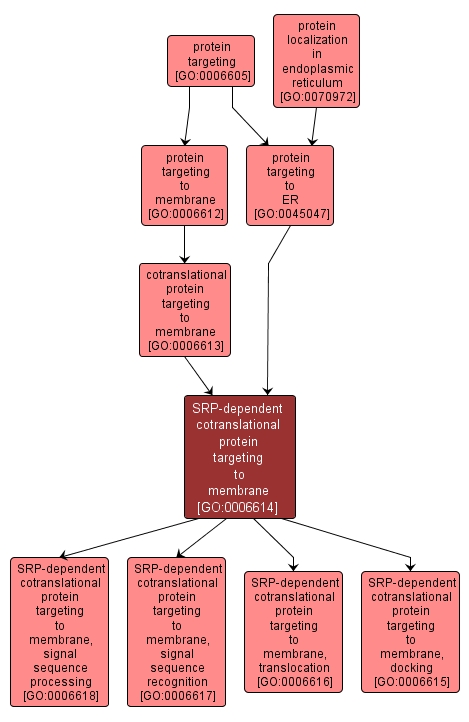 GO:0006614 - SRP-dependent cotranslational protein targeting to membrane (interactive image map)