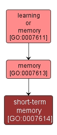 GO:0007614 - short-term memory (interactive image map)