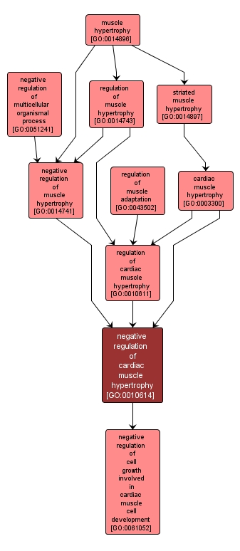 GO:0010614 - negative regulation of cardiac muscle hypertrophy (interactive image map)