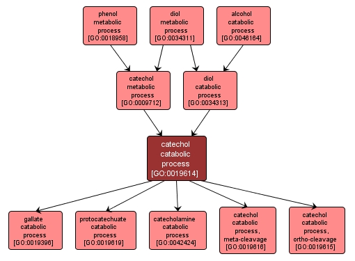 GO:0019614 - catechol catabolic process (interactive image map)