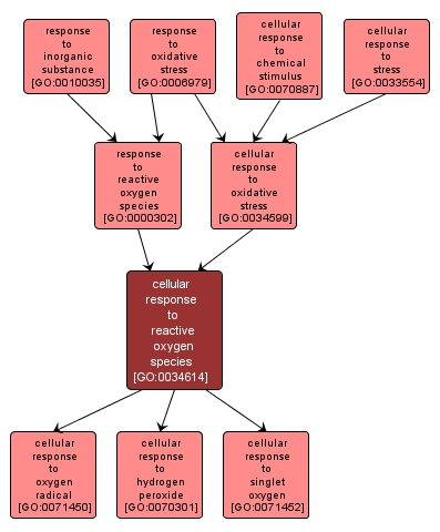 GO:0034614 - cellular response to reactive oxygen species (interactive image map)