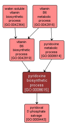 GO:0008615 - pyridoxine biosynthetic process (interactive image map)