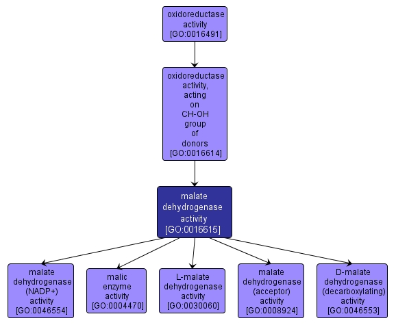 GO:0016615 - malate dehydrogenase activity (interactive image map)