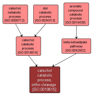 GO:0019615 - catechol catabolic process, ortho-cleavage (interactive image map)