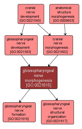 GO:0021615 - glossopharyngeal nerve morphogenesis (interactive image map)