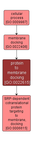 GO:0022615 - protein to membrane docking (interactive image map)